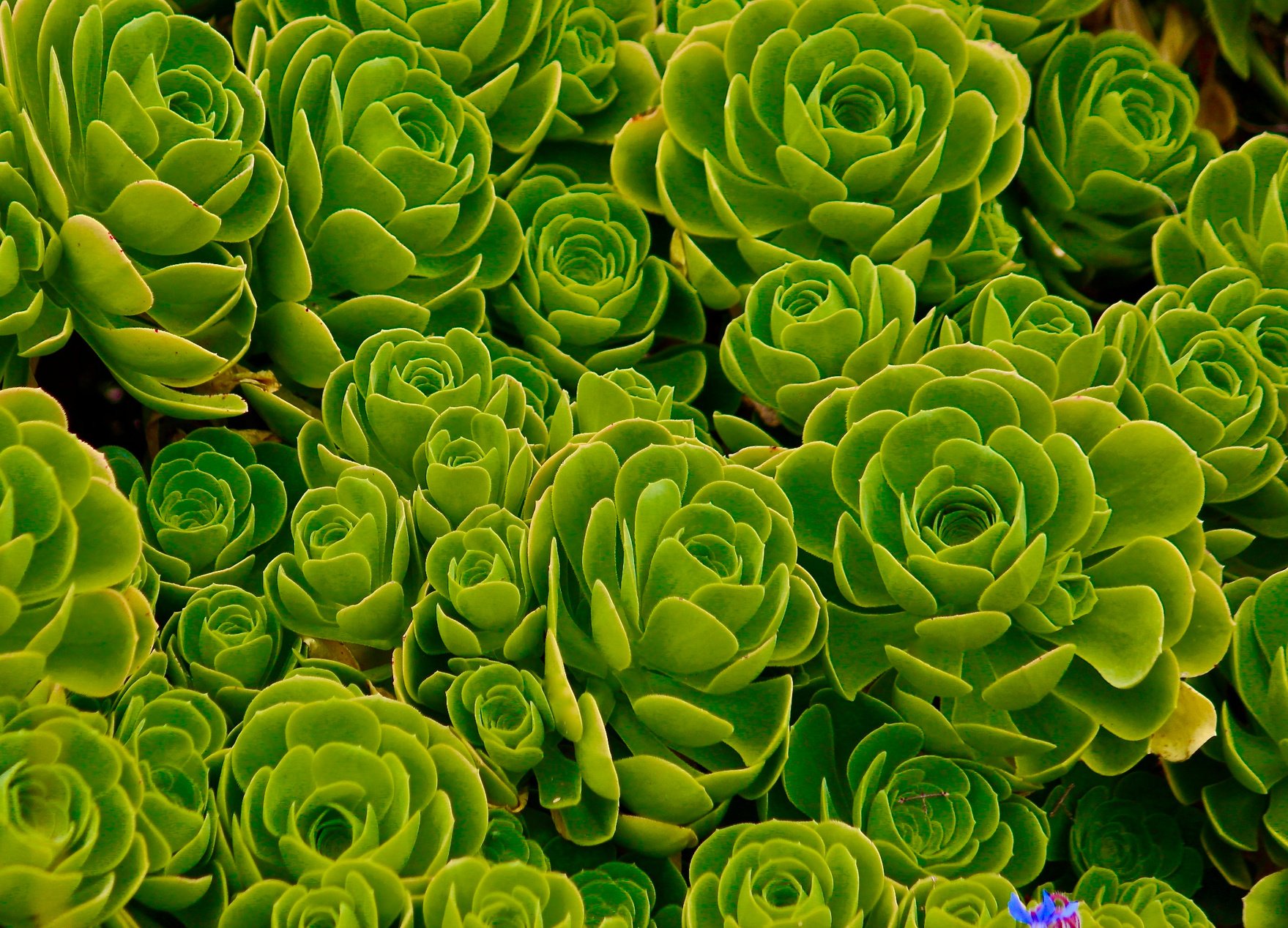 Succulents